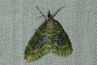 Acasis viretata
