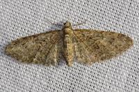 Eupithecia abbreviata