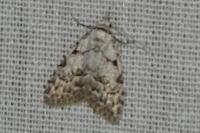 Nola confusalis