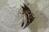 Pheosia gnoma