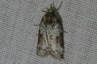 Nycteola siculana/revayana