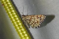 Chiasmia clathrata
