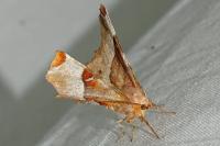 Selenia tetralunaria