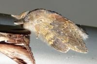 Stauropus fagi