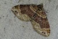 Xanthorhoe ferrugata