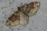 Xanthorhoe ferrugata