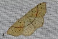 Cyclophora punctaria