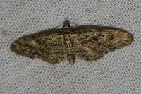 Eupithecia dodoneata