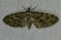 Eupithecia dodoneata