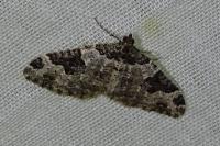 Xanthorhoe fluctuata