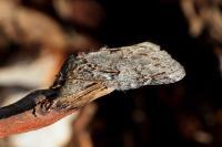 Peridea anceps