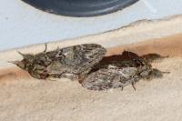 Peridea anceps
