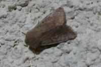 Orthosia cruda