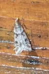 Eudonia angustea
