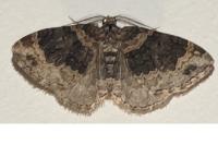 Xanthorhoe ferrugata