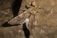 Peridea anceps