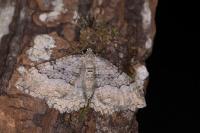 Rheumaptera cervinalis barbuti