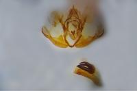 Rheumaptera cervinalis barbuti