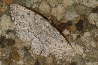 Charissa onustaria onustaria