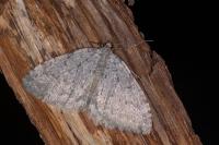 Triphosa sabaudiata