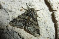 Lycia hirtaria