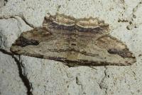 Menophra abruptaria