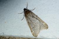 Alsophila aescularia