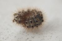 Cymbalophora pudica