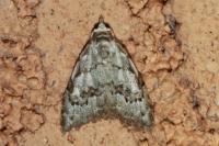 Nola confusalis