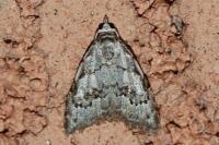 Nola confusalis