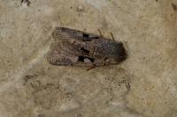 Orthosia gothica