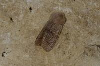 Orthosia cerasi