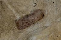 Orthosia cerasi