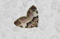 Anticlea derivata