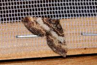 Earophila badiata