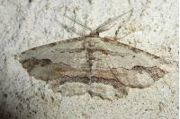 Menophra abruptaria