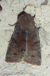 Orthosia incerta