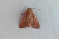 Lacanobia suasa