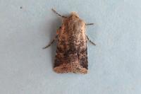 Spudaea ruticilla