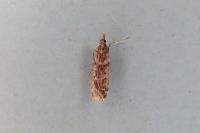 Eudonia angustea