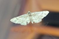 Gymnoscelis rufifasciata