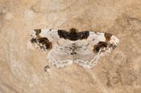 Ligdia adustata