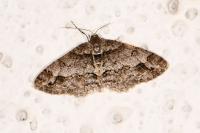 Paradarisa consonaria