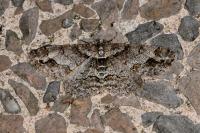 Paradarisa consonaria