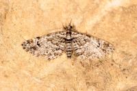 Gymnoscelis rufifasciata
