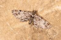 Gymnoscelis rufifasciata