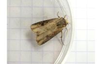 Axylia putris
