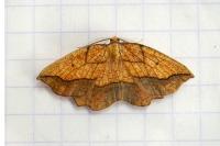 Epione repandaria