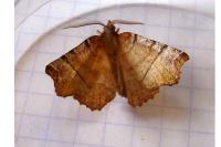 Selenia dentaria