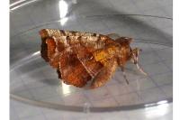 Selenia dentaria